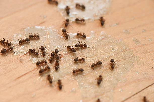 Best Pest Control Near Me  in University Gardens, NY