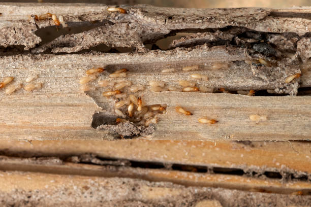 Best Exterminator Services  in University Gardens, NY